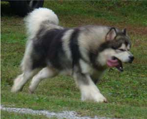 Hudsons Malamutes - Tork