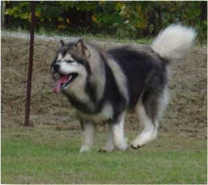 Hudsons Malamutes - Tork