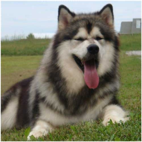 Hudsons Malamutes - Tork