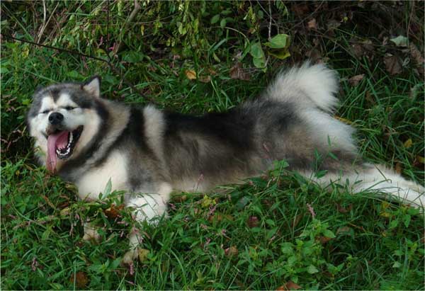 Hudsons Malamutes - Tork