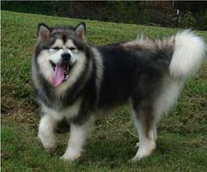 Hudsons Malamutes - Tork