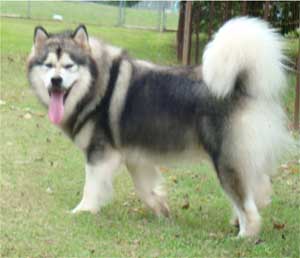 Hudsons Malamutes - Tork