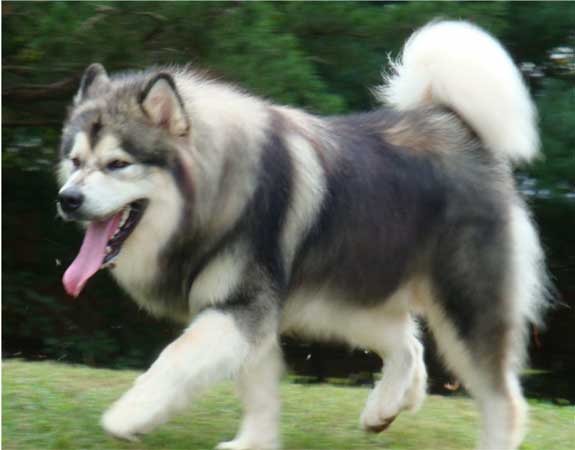 Hudsons Malamutes - Tork