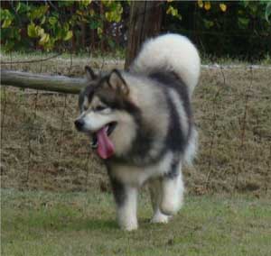 Hudsons Malamutes - Tork