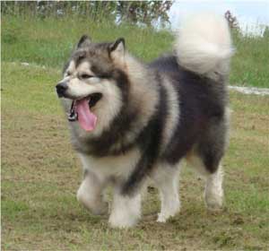 Hudsons Malamutes - Tork