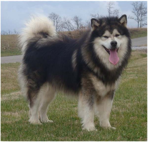 Hudsons Malamutes - Tork