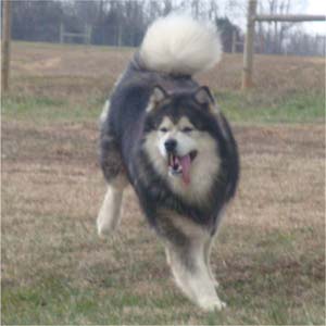 Hudsons Malamutes - Tork