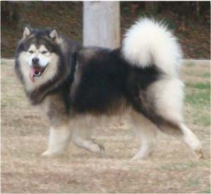 Hudsons Malamutes - Tork