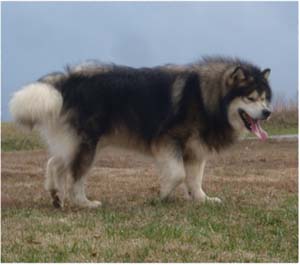 Hudsons Malamutes - Tork