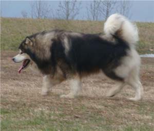 Hudsons Malamutes - Tork