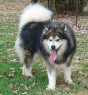 Hudsons Malamutes - Tork