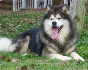 Hudsons Malamutes - Tork