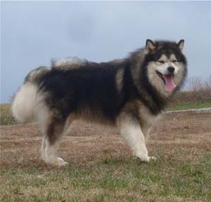 Hudsons Malamutes - Tork