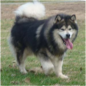 Hudsons Malamutes - Tork