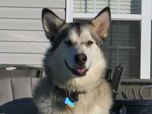 Hudsons Malamutes - Tyko Phoenix