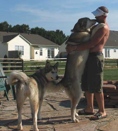 Hudsons Malamutes - Tyko Phoenix