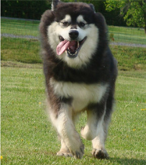 Hudsons Malamutes - Una