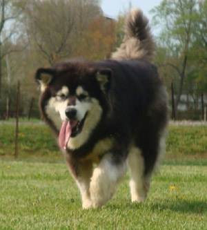 Hudsons Malamutes - Una