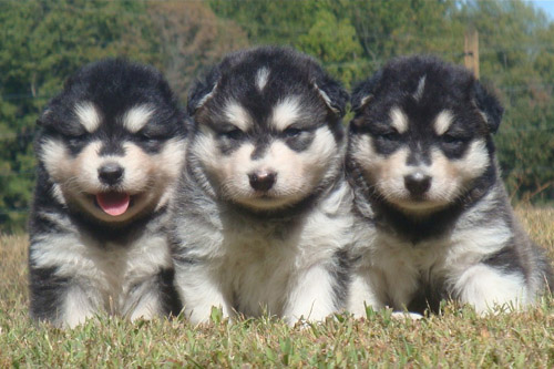 Hudsons Malamutes - Una