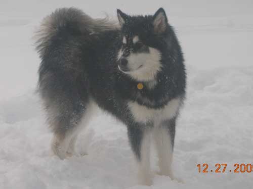 Hudsons Malamutes - Vito