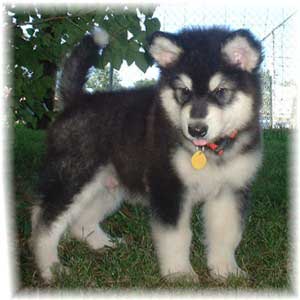 Hudsons Malamutes - Vito