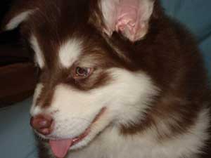 Hudsons Malamutes - Werther