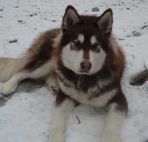 Hudsons Malamutes - Werther