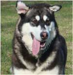 Hudsons Malamutes - Willow