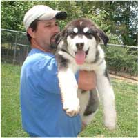 Hudsons Malamutes - Willow