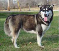 Hudsons Malamutes - Willow