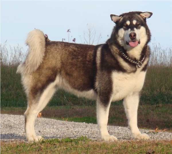 Hudsons Malamutes - Willow