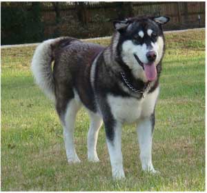 Hudsons Malamutes - Willow