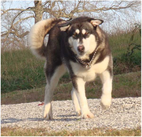 Hudsons Malamutes - Willow