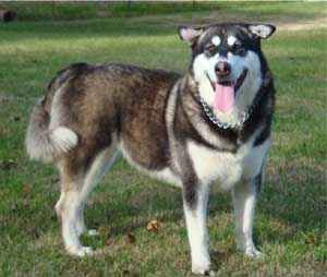 Hudsons Malamutes - Willow