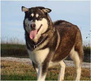 Hudsons Malamutes - Willow