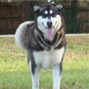 Hudsons Malamutes - Willow