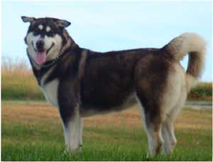 Hudsons Malamutes - Willow