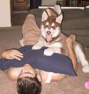 Hudsons Malamutes - Yogi