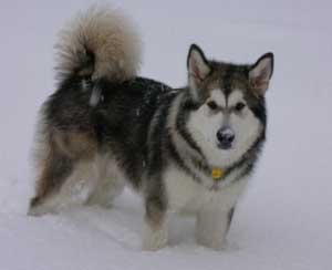 Hudons Malamutes -  Yukon