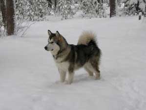 Hudons Malamutes -  Yukon