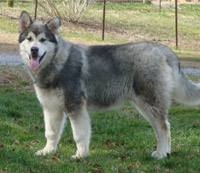 Hudsons Malamutes - Zion