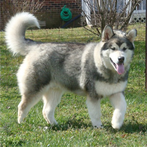 Hudsons Malamutes - Zion