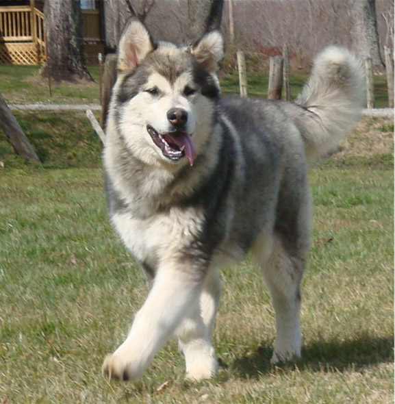 Hudsons Malamutes - Zion