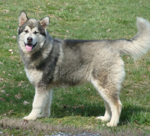 Hudsons Malamutes - Zion