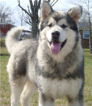 Hudsons Malamutes - Zion