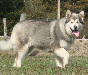 Hudsons Malamutes - Zion