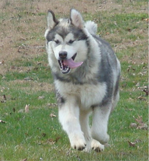 Hudsons Malamutes - Zion