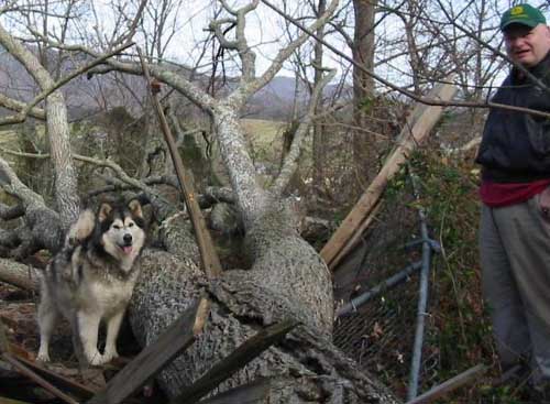 Hudsons Malamutes - Zoey