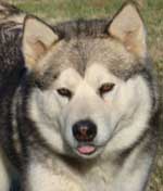 Hudsons Malamutes - Zurry