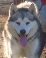 Hudsons Malamutes - Zurry